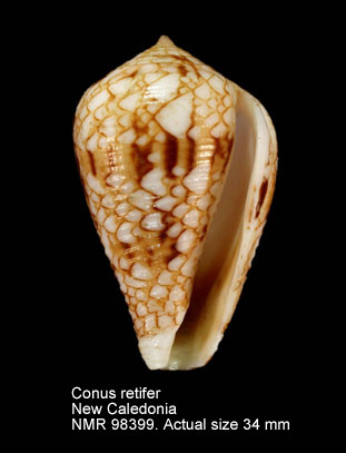 Conus retifer (8).jpg - Conus retifer Menke,1829